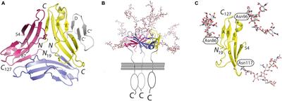 The CD83 Molecule – An Important Immune Checkpoint